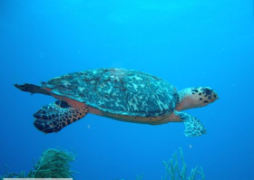 swimming turtle – Best Places In The World To Retire – International Living